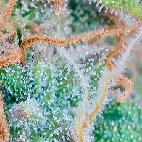 Rainbow Kush Autoflower growlog photo: Getting there!
