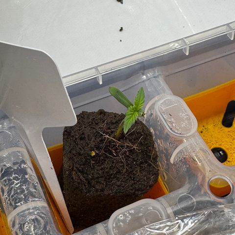 Dark Matter growlog photo