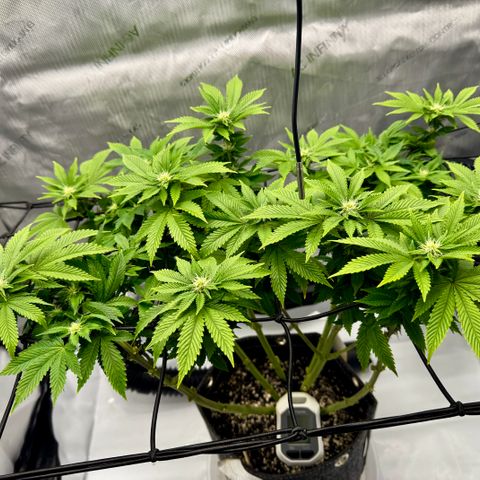 Slapz #1 growlog timeline photo