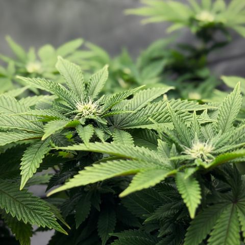 Slapz #1 growlog timeline photo