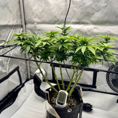 Slapz #1 growlog timeline photo