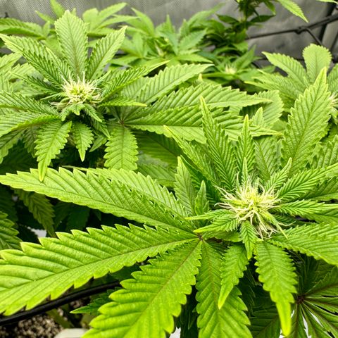 Slapz #1 growlog timeline photo
