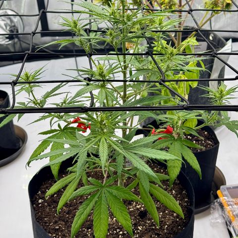 Berry Gas Mask CBD - ATLAS SEEDS growlog timeline photo