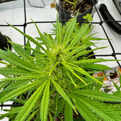 Berry Gas Mask CBD - ATLAS SEEDS growlog timeline photo