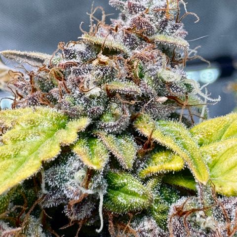 Rainbow Kush Autoflower growlog photo: We had some issues for a while. We’re going to keep pushing on to get that heavy kush effect for bedtime. 