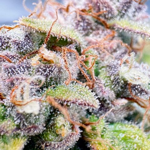 Rainbow Kush Autoflower growlog photo: We had some issues for a while. We’re going to keep pushing on to get that heavy kush effect for bedtime. 