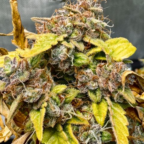Rainbow Kush Autoflower growlog photo: We had some issues for a while. We’re going to keep pushing on to get that heavy kush effect for bedtime. 