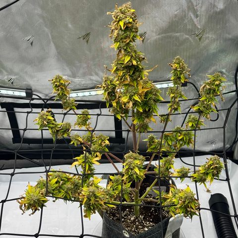 Rainbow Kush Autoflower growlog photo: We had some issues for a while. We’re going to keep pushing on to get that heavy kush effect for bedtime. 