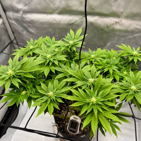 Slapz #1 growlog timeline photo