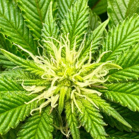 Slapz #1 growlog timeline photo