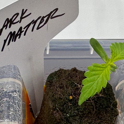 Dark Matter growlog photo