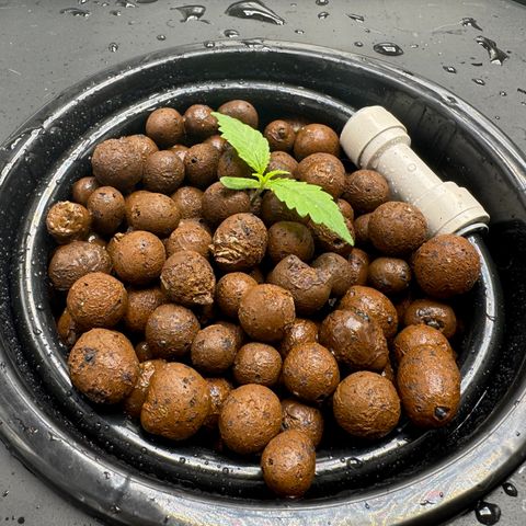 Dark Matter growlog photo