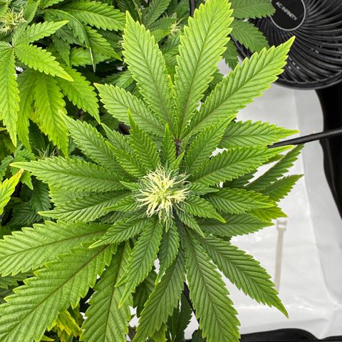Slapz #1 growlog timeline photo