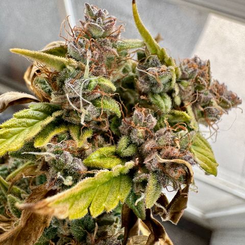 Rainbow Kush Autoflower growlog timeline photo