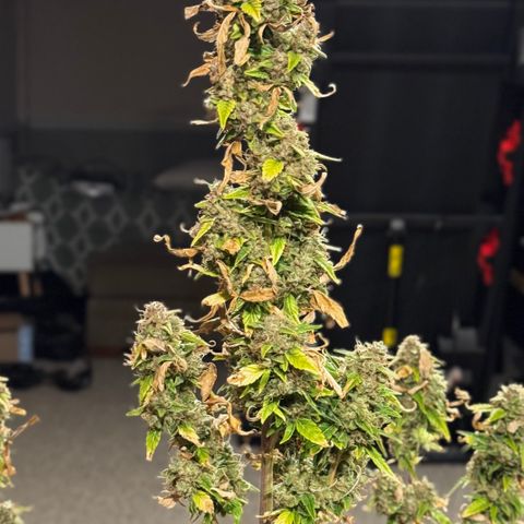 Rainbow Kush Autoflower growlog timeline photo
