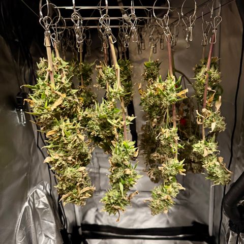 Rainbow Kush Autoflower growlog timeline photo