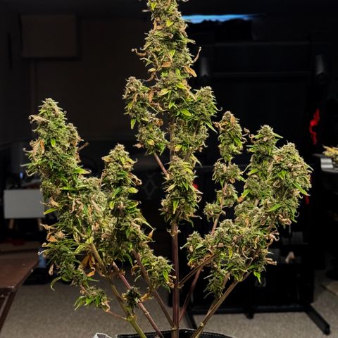 Rainbow Kush Autoflower growlog timeline photo