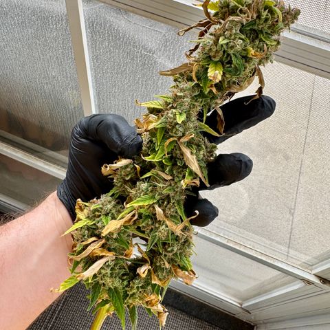 Rainbow Kush Autoflower growlog timeline photo