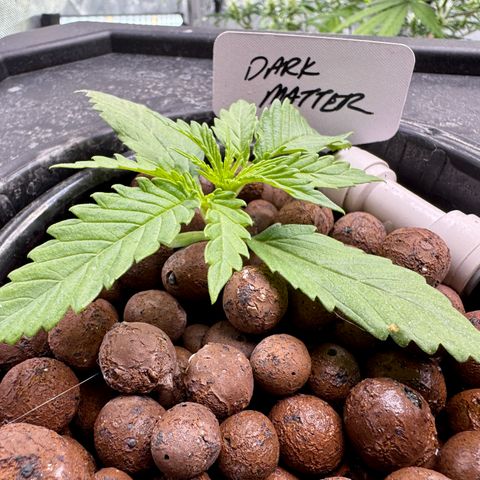 Dark Matter growlog photo