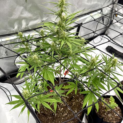 Berry Gas Mask CBD - ATLAS SEEDS growlog timeline photo
