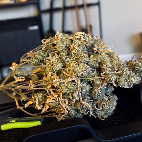 Space Cake #3 growlog timeline photo
