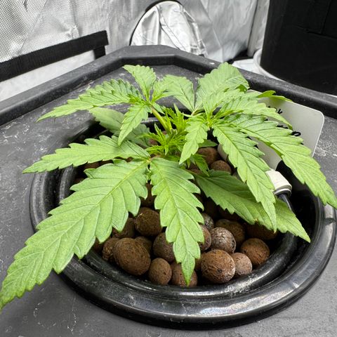 Dark Matter growlog timeline photo