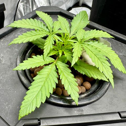 Dark Matter growlog timeline photo
