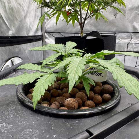 Dark Matter growlog timeline photo