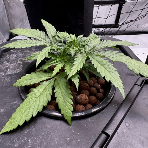 Dark Matter growlog timeline photo