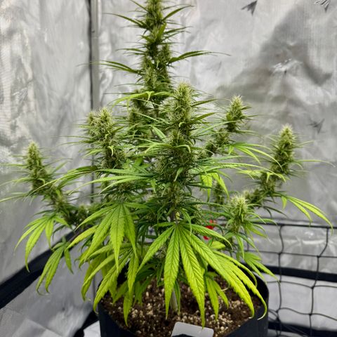 Berry Gas Mask CBD - ATLAS SEEDS growlog timeline photo