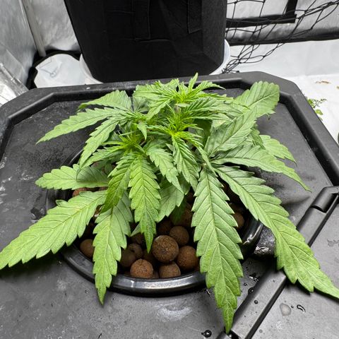 Dark Matter growlog timeline photo
