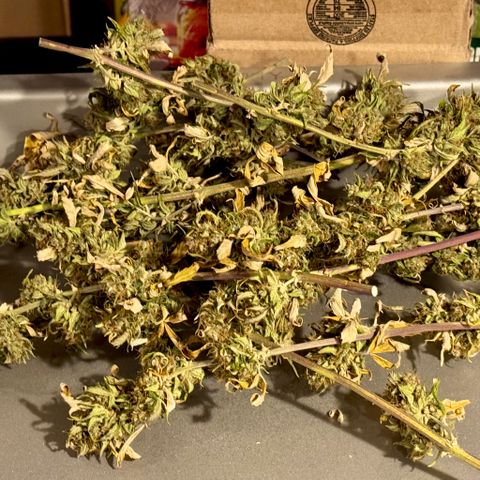 Rainbow Kush Autoflower growlog timeline photo