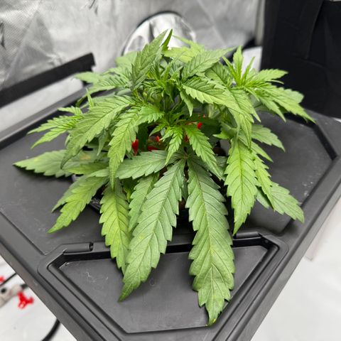 Dark Matter growlog timeline photo