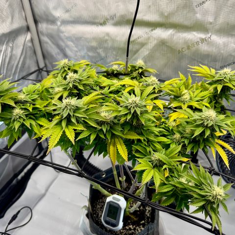 Slapz #1 growlog timeline photo