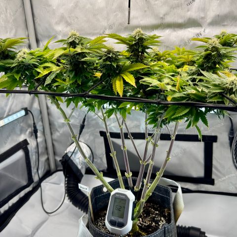 Slapz #1 growlog timeline photo