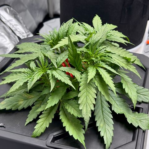 Dark Matter growlog timeline photo