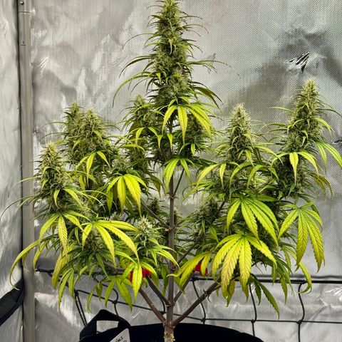Berry Gas Mask CBD - ATLAS SEEDS growlog timeline photo