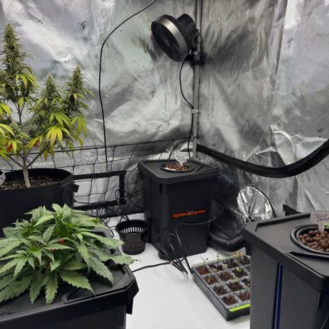 Dark Matter growlog timeline photo