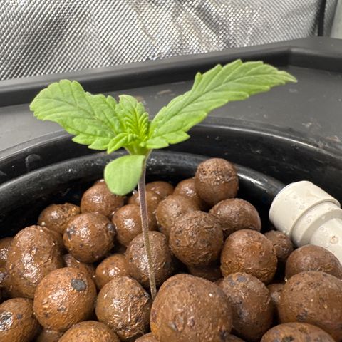 Jelly Donutz growlog timeline photo