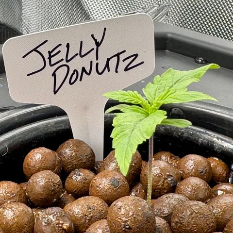 Jelly Donutz growlog timeline photo