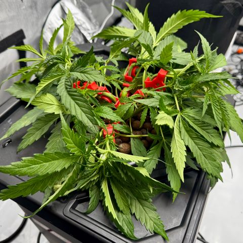 Dark Matter growlog timeline photo