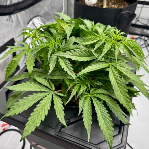 Dark Matter growlog timeline photo