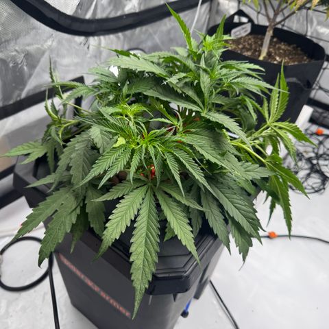 Dark Matter growlog photo: The roots have greatly improved since the introduction of Hydroguard. All new roots are staying white, and the staining is slowly receding. Preflowering has just begun.