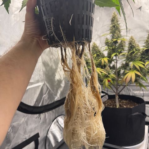 Dark Matter growlog photo: The roots have greatly improved since the introduction of Hydroguard. All new roots are staying white, and the staining is slowly receding. Preflowering has just begun.