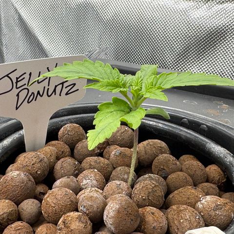 Jelly Donutz growlog timeline photo