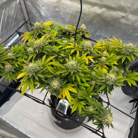Slapz #1 growlog photo: Leaves are showing improvement after flushing and last nutrient treatment. Smells peppery today. 