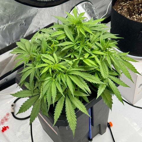 Dark Matter growlog timeline photo