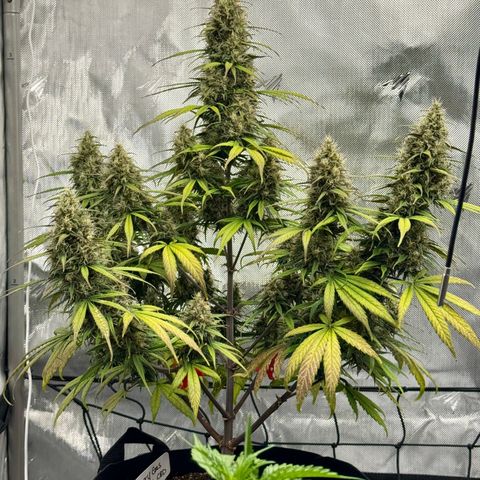 Berry Gas Mask CBD - ATLAS SEEDS growlog timeline photo
