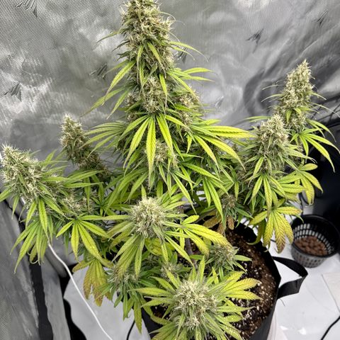 Berry Gas Mask CBD - ATLAS SEEDS growlog timeline photo