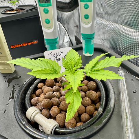 Jelly Donutz growlog timeline photo